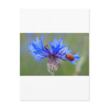 Blue Blossoms Ladybug Peace Love Destiny Art Vine