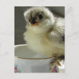 Carte Postale Blue Cochin Chick sur Teup