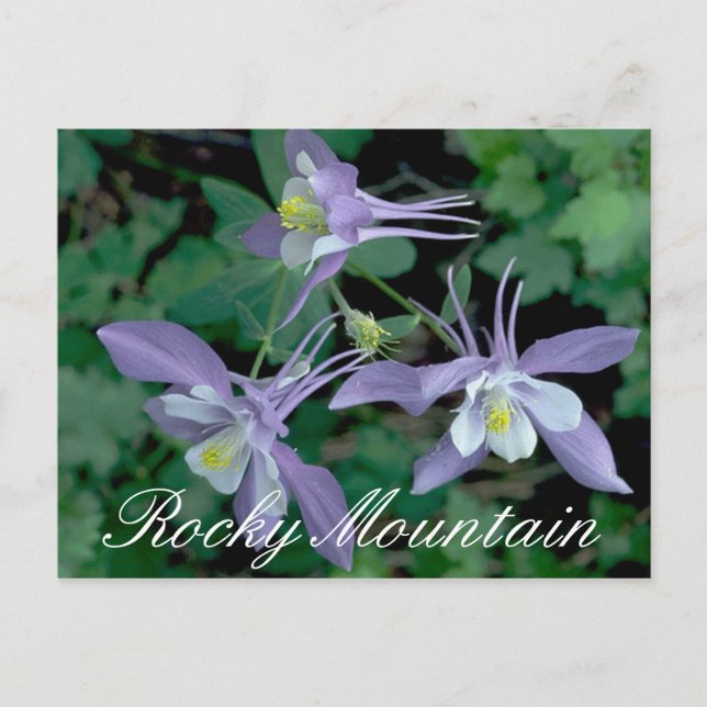 Carte Postale Blue Columbine, Parc national des Rocheuses (Devant)