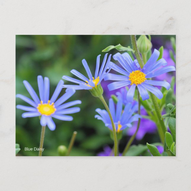 Carte Postale Blue Daisy [Carte postale] (Devant)