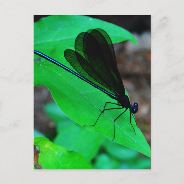 Carte Postale Blue Damselfly on a green leaf. (Devant)
