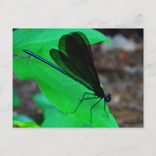 Carte Postale Blue Damselfly on a green leaf.