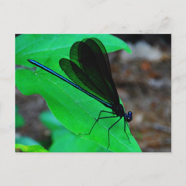 Carte Postale Blue Damselfly on a green leaf. (Devant)