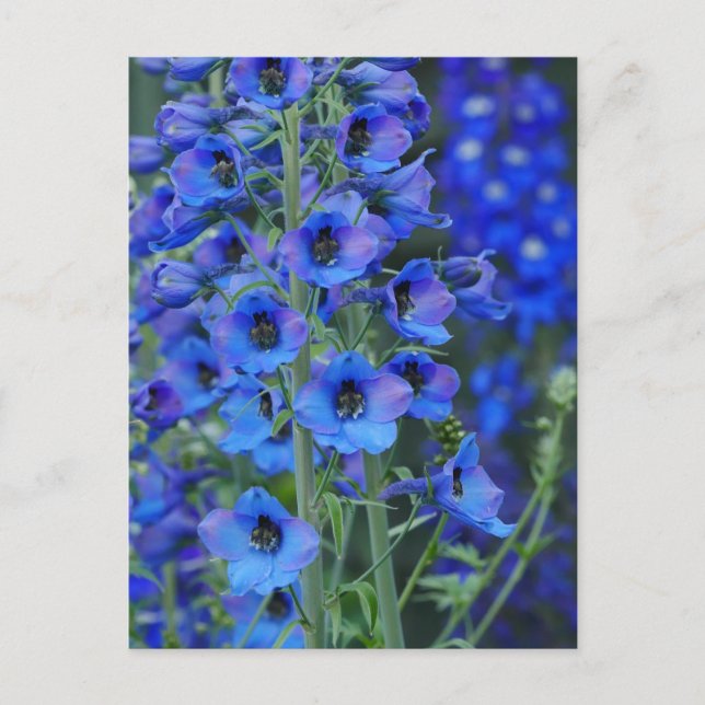 Carte postale Blue Delphiniums (Devant)