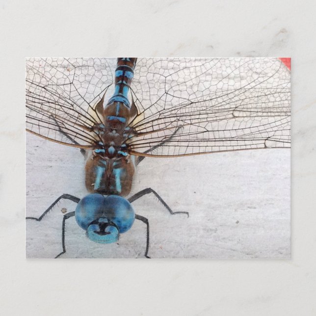 Carte postale Blue Dragonfly (Devant)