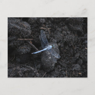 Carte postale Blue Dragonfly