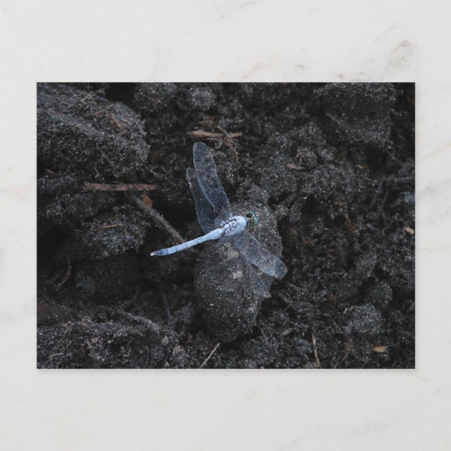 Carte postale Blue Dragonfly (Devant)