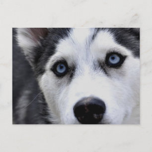 Carte postale Blue Eyed Husky