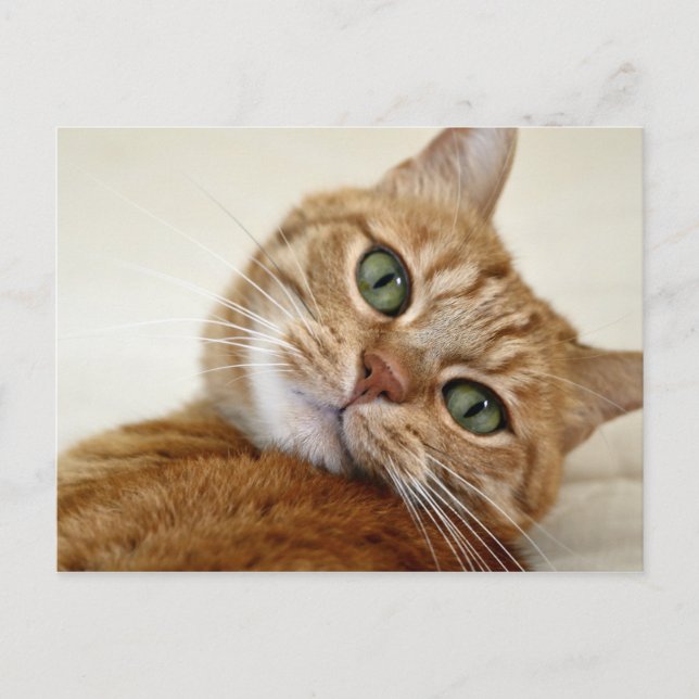 Carte Postale Blue Eyed Kitty (Devant)