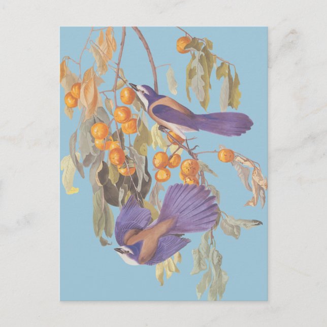 Carte Postale Blue Florida Scrub Jay Audubon Oiseaux avec Orange (Devant)