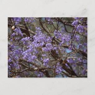 Carte Postale Blue flowers of a Jacaranda Tree