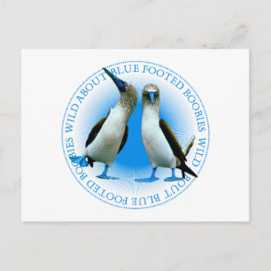 Carte Postale Blue Footed Boobies Of The Galapagos Islands