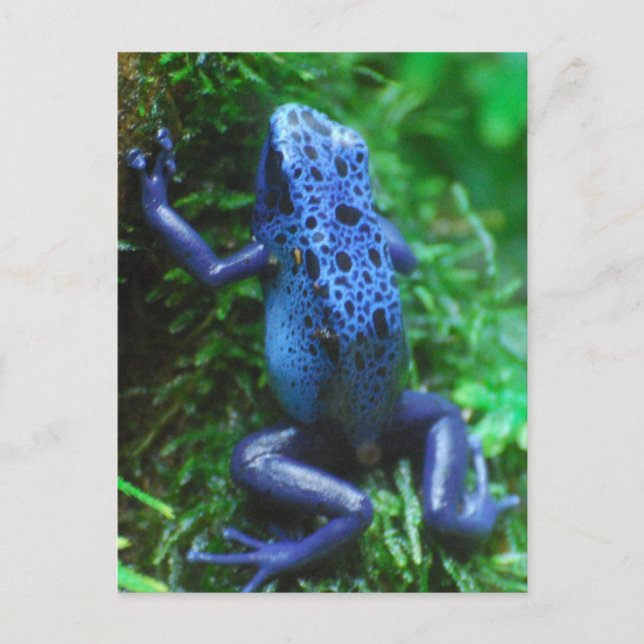 Carte Postale blue-frog-1.jpg (Devant)