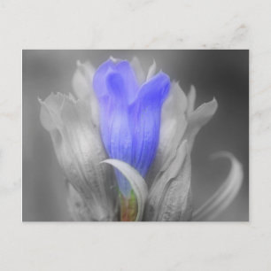 Carte Postale Blue Gentian Flower In Black and White