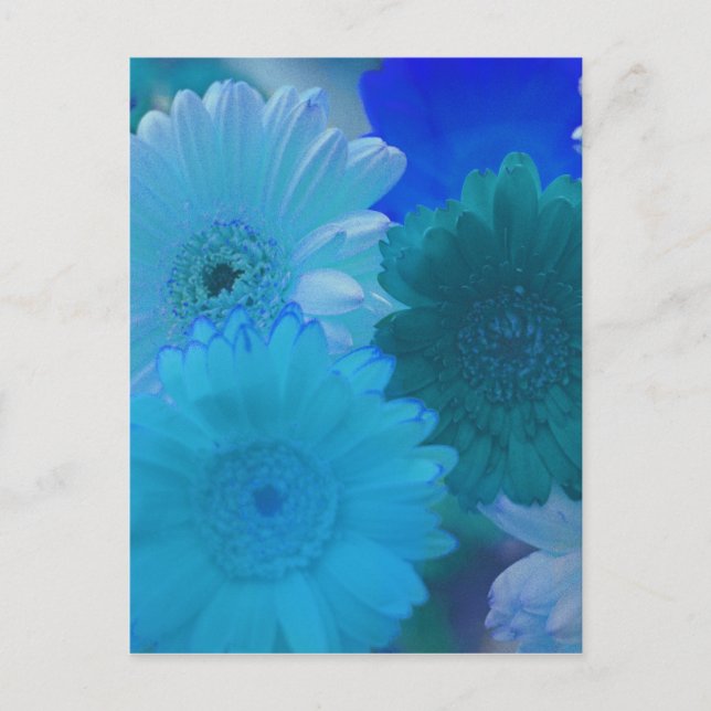 Carte postale Blue Gerbera Daisy (Devant)