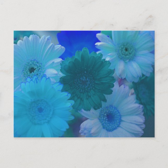 Carte postale Blue Gerbera Daisy (Devant)