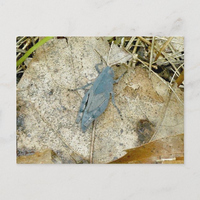 Carte postale Blue Grasshopper (Devant)