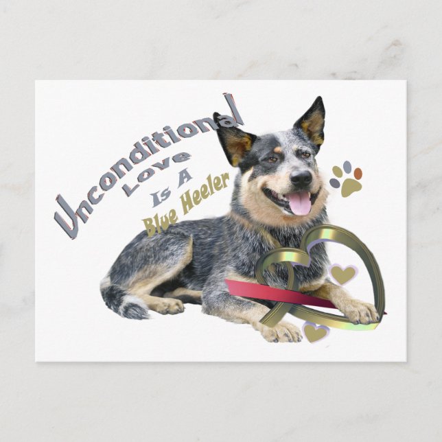 Carte Postale Blue Heeler Amour inconditionnel (Devant)