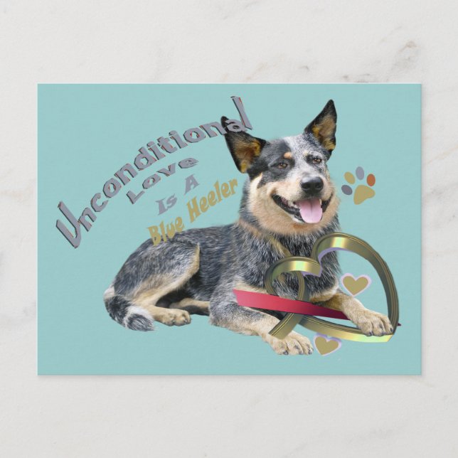 Carte Postale Blue Heeler Amour inconditionnel (Devant)