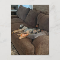 Blue Heeler attend que papa rentre à la maison