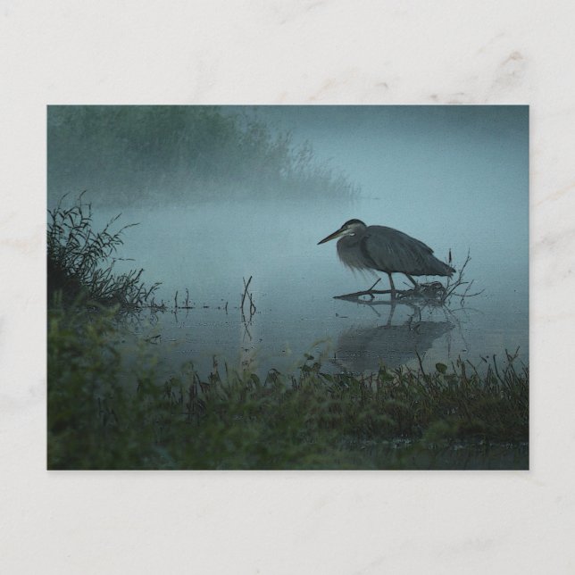 Carte postale Blue Heron (Devant)