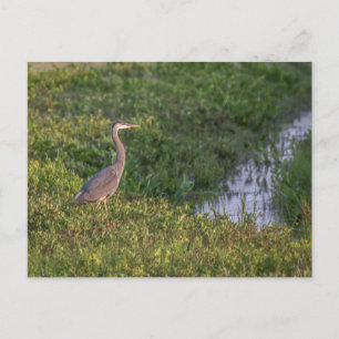 Carte postale Blue Heron