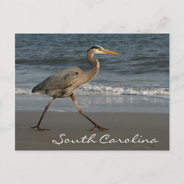 Carte Postale Blue Heron Ocean Beach Caroline du Sud (Devant)