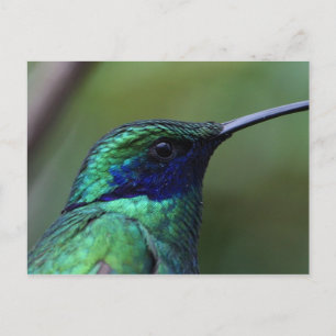 Carte postale Blue Humming Bird