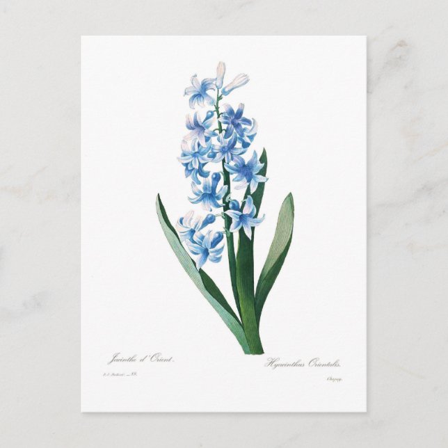 Carte Postale Blue Hyacinth (Devant)