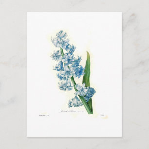 Carte Postale Blue Hyacinth