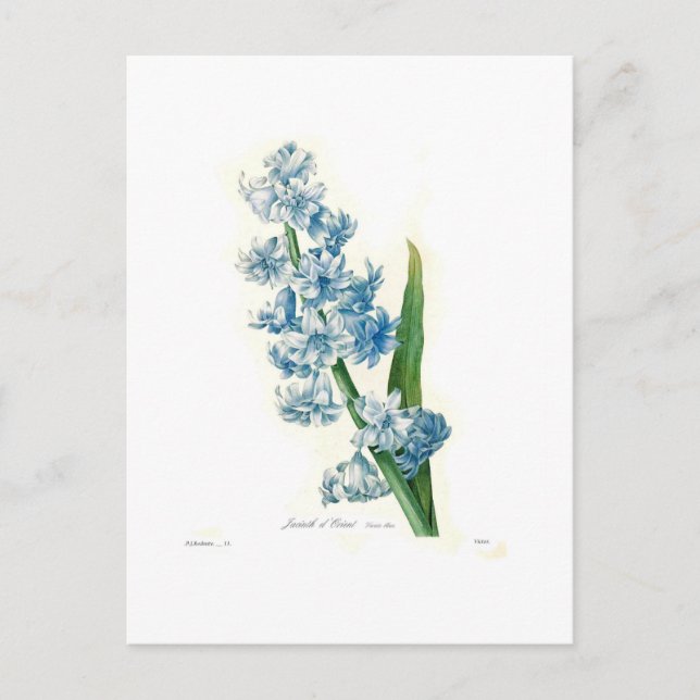 Carte Postale Blue Hyacinth (Devant)