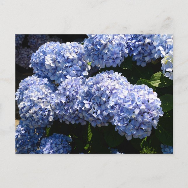 Carte postale Blue Hydrangea (Devant)