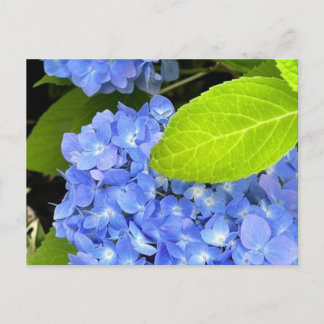 Carte postale Blue Hydrangea