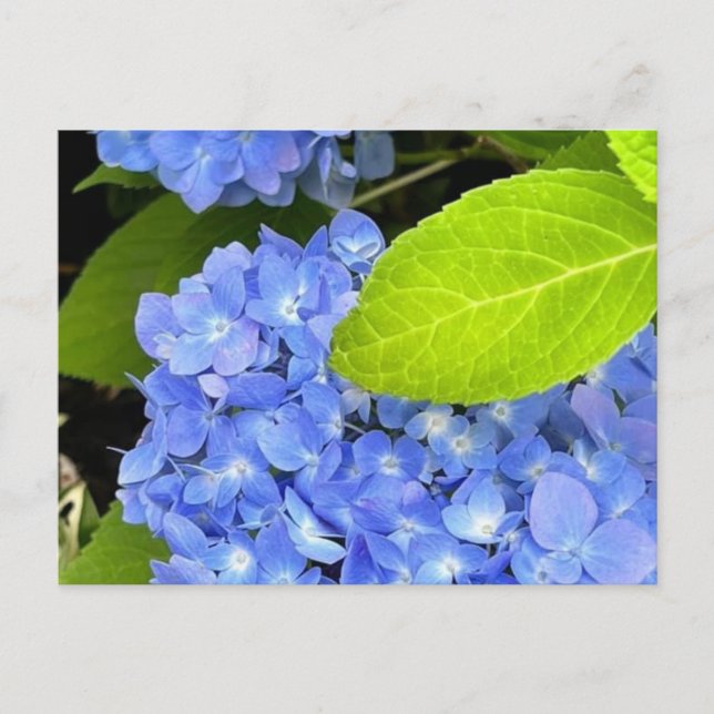 Carte postale Blue Hydrangea (Devant)