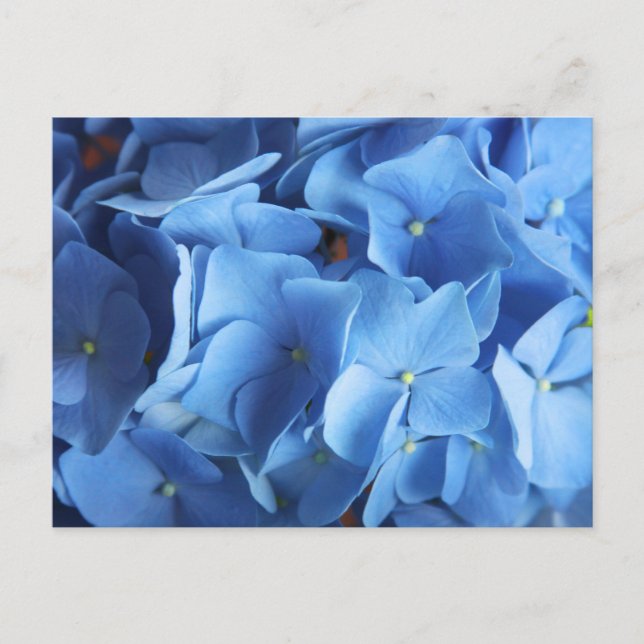 Carte postale Blue Hydrangea Flower Photo (Devant)