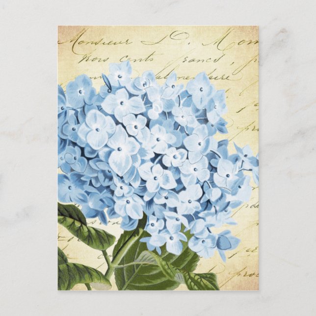 Carte Postale Blue Hydrangea Flower Vintage Botanique (Devant)