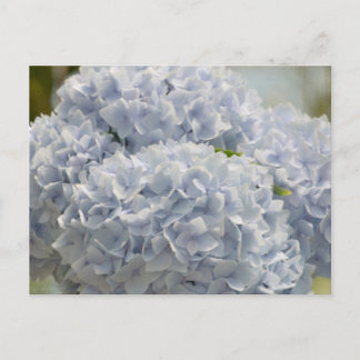 Carte Postale Blue Hydrangeas