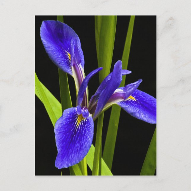 Carte postale Blue Iris (Devant)