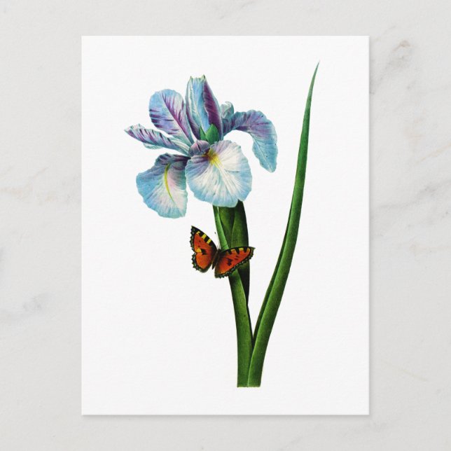 Carte Postale Blue Iris avec papillon par Redoute (Devant)