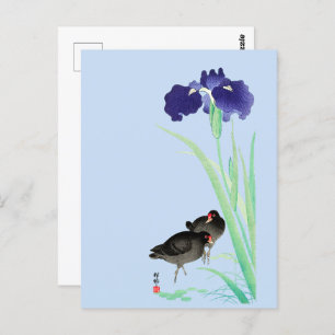 Carte Postale Blue Irises and Moorhens par Ohara Koson