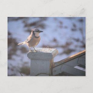 Carte Postale Blue Jay
