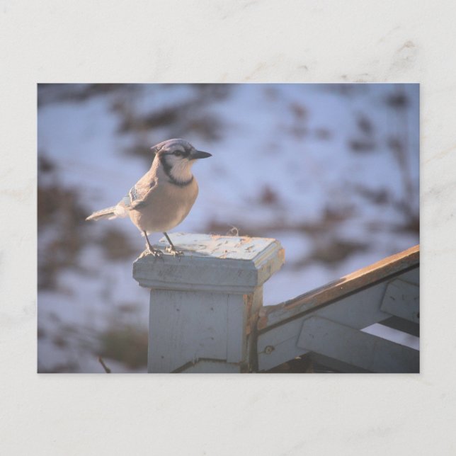 Carte Postale Blue Jay (Devant)