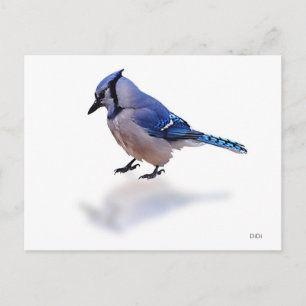 Carte Postale Blue Jay