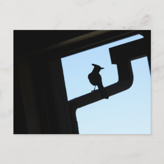 Carte Postale Blue Jay