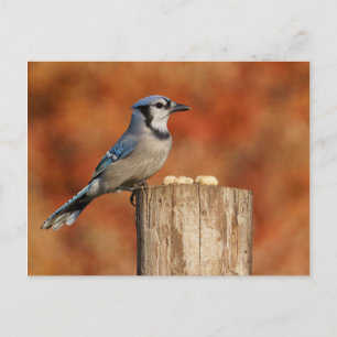 Carte Postale Blue Jay