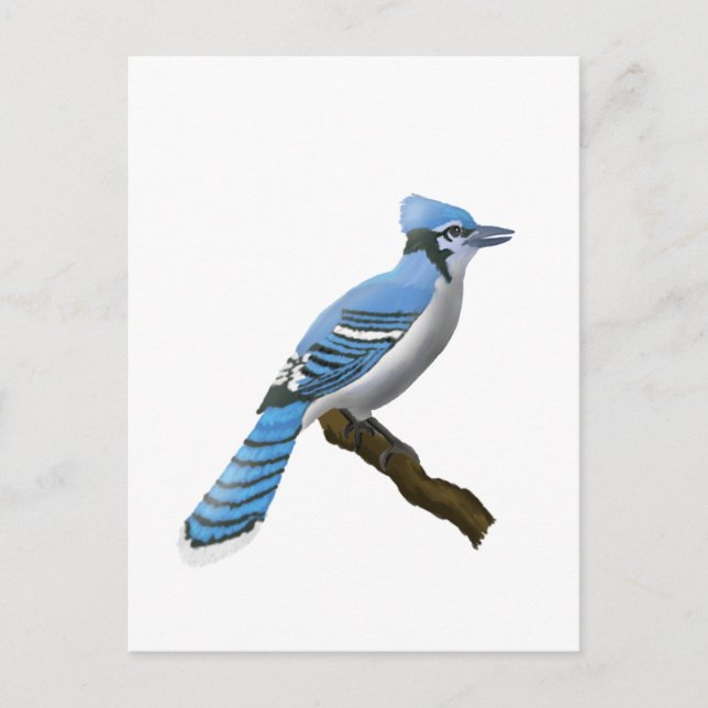 Carte Postale Blue Jay (Devant)