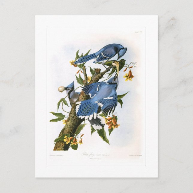 Carte Postale Blue Jay (Devant)