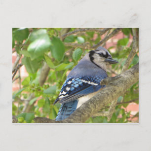 Carte Postale Blue Jay
