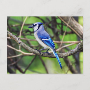 Carte postale Blue Jay