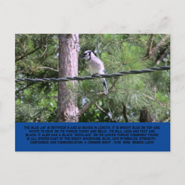 Carte postale Blue Jay (Devant)